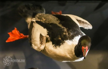 2018-01-06_12-49-20_96