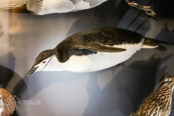 2018-01-06_12-49-31_96