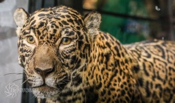 2018-01-06_12-52-14_96