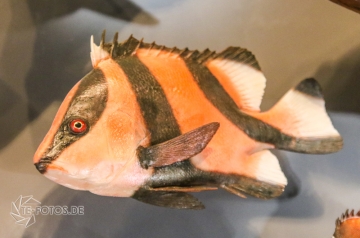 2018-01-06_12-53-21_96