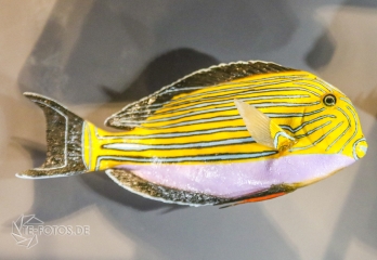 2018-01-06_12-53-22_96