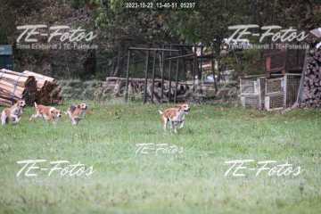 2023-10-22_13-40-51_05297 2023-10-22_13-40-51_05297