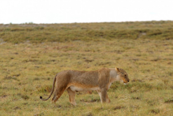 Etosha Nationalpark in Namibia