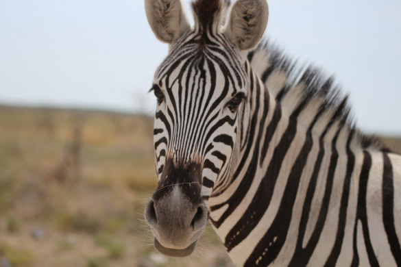 Etosha Nationalpark in Namibia