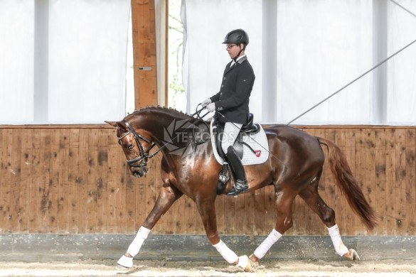 Hengstschau Gestüt Staffelde 2017
