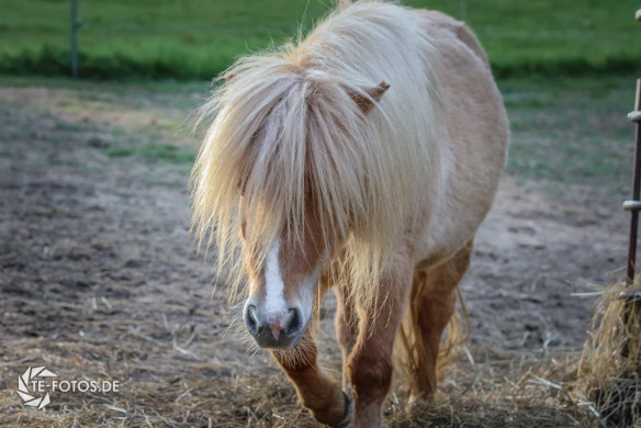 Mini Shettys im Solling