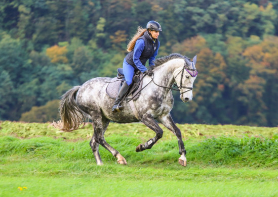 Schimmelstute beim Reiten in der Natur im herbstlichen Weserber