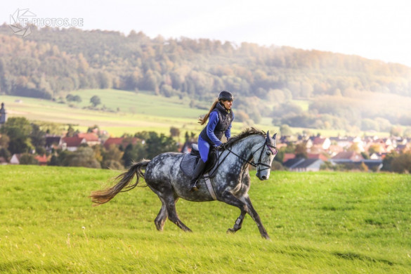 Schimmelstute im herbstlichen Gegenlicht der Sonne