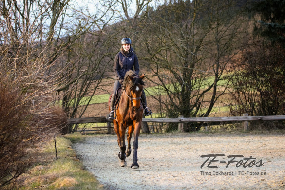 Tierfotografie & Reiten