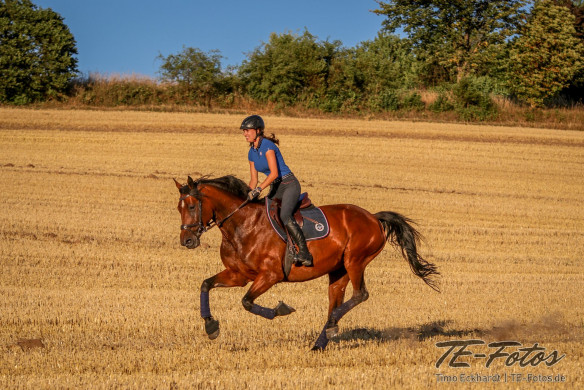 Tiershooting mit Pferd, Hund oder anderen Tieren